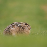 Jarní zajíc