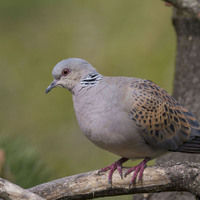 Hrdlička divoká (Streptopelia turtur)