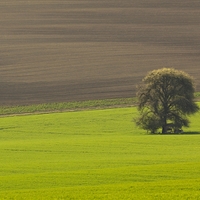 Samotář