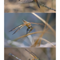 Quadruše a křídla vážky