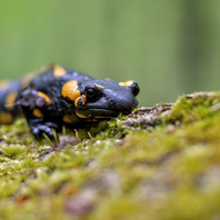 salamandra :)