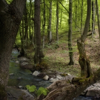 Pohľady do lesa