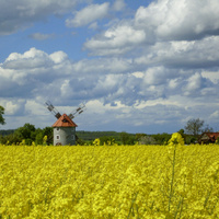 Žluto