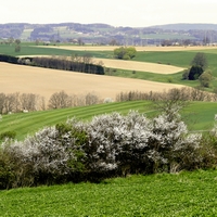 Rozkvetlá Vysočina 2