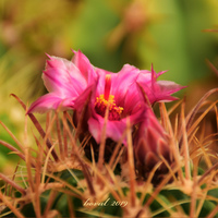 kvítek ferocactusu fordii