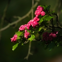 Hloh obecný  (Crataegus laevigata 'Paul's Scarlet')