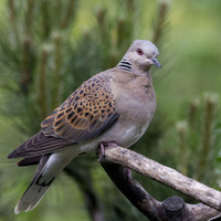 Hrdlička divoká (Streptopelia turtur)