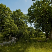 Krajina starých dubov.