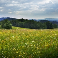 Rozkvetlá louka