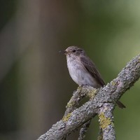 Lejsek šedý (Muscicapa striata)