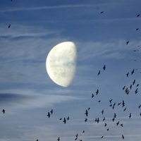 Měsíc a ptáci