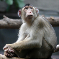 Smutná opice z Tróji 2