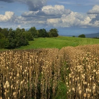 Přes makovicové pole