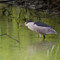 Kvakoš noční (Nycticorax nycticorax)