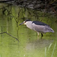 Kvakoš noční (Nycticorax nycticorax)