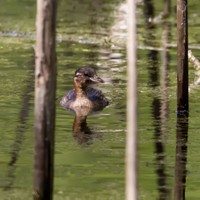 Potápka malá (Tachybaptus ruficollis)