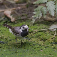 Konipas bílý (Motacilla alba)