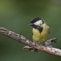 Sýkora koňadra (Parus major)