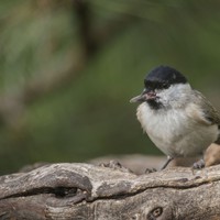 Sýkora babka – Parus palustris