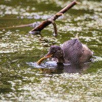 Potápka malá (Tachybaptus ruficollis)