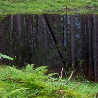Oko lesa