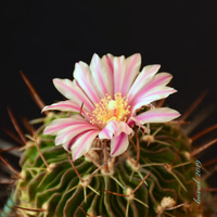 kvetoucí echinofosulocactus