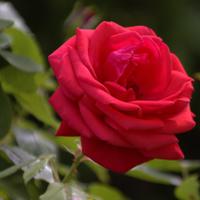 Srpnová růže