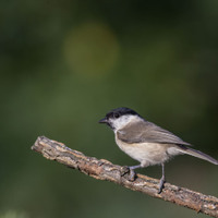 Sýkora babka – Parus palustris