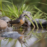 Rehek zahradní (Phoenicurus phoenicurus)