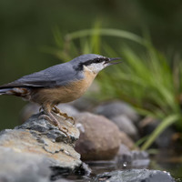 Brhlík lesní (Sitta europaea)