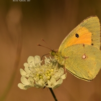 Žluťásek čilimníkový – Colias crocea