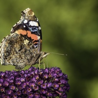 Babočka admirál - Vanessa atalanta