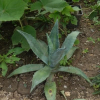 Agave americká