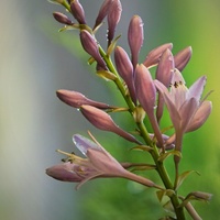 Kvetoucí bohyška ( funkie, hosta)