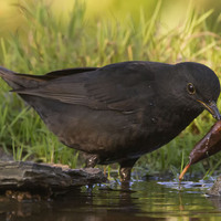 Kos černý (Turdus merula)