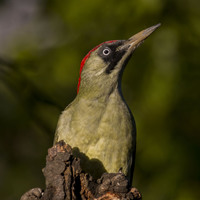 Žluna zelená (Picus viridis)