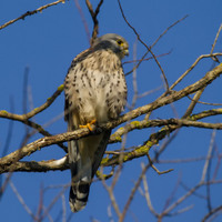 Poštolka obecná (Falco tinnunculus)