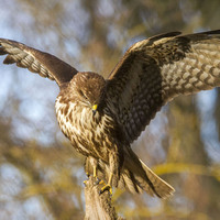 Káně lesní (Buteo buteo)