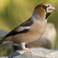 Dlask tlustozobý (Coccothraustes coccothraustes)