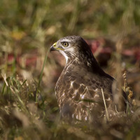 Káně lesní (Buteo buteo)