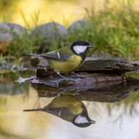 Sýkora koňadra (Parus major)