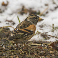 Pěnkava jikavec (Fringilla montifringilla)