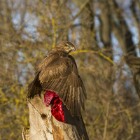 Káně lesní (Buteo buteo)