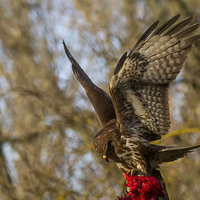 Káně lesní (Buteo buteo)