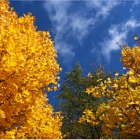 trojbarevný podzim