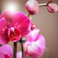 Orchidee