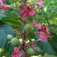 Jírovec pleťový (Aesculus x carnea L.)