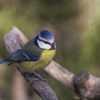 Sýkora modřinka (Cyanistes caeruleus)