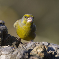 Zvonek zelený (Chloris chloris)