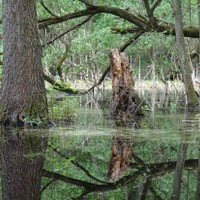 Zrcadlo lesního ticha